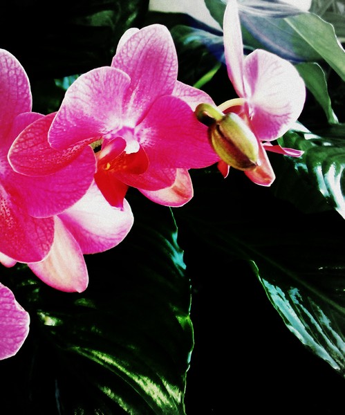 Pink Orchid - Manip