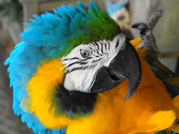 neighbor's parrot