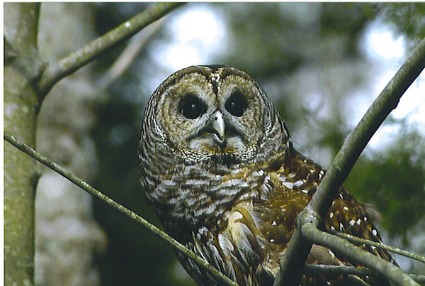 BARRED OWL