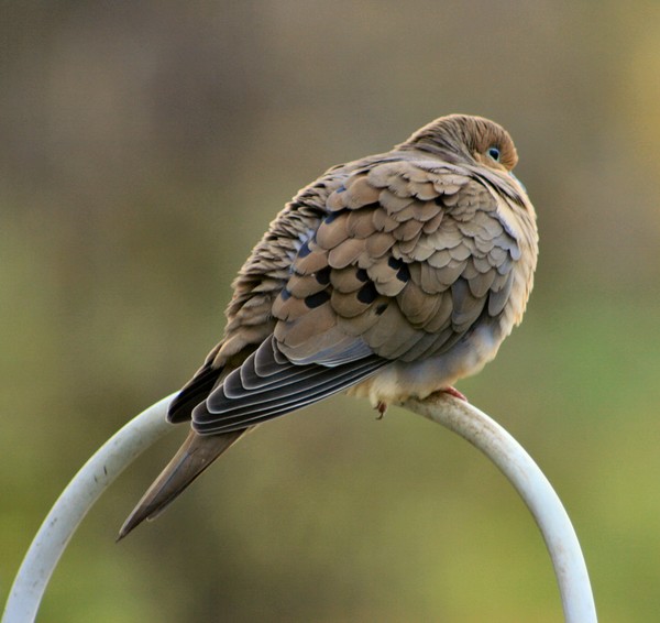 Mourning Dove 1