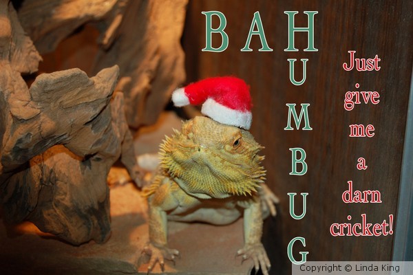 BAH HUMBUG!