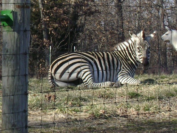 Exotic Animals Zebra at the lake of the ozarks