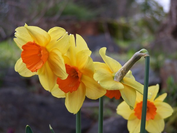 Daffodils