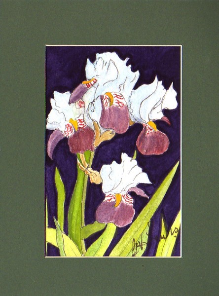 IRIS [2] in pen and wash.