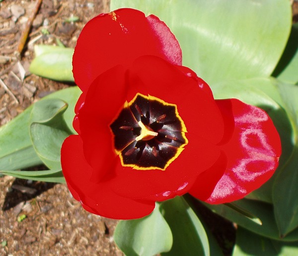 Spring Color