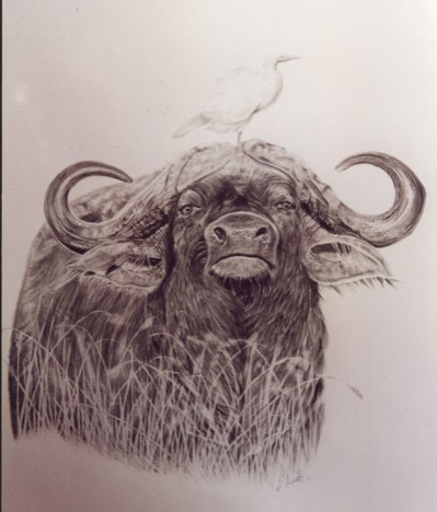 Water Buffalo