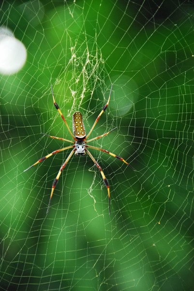 Spider in Jamaica
