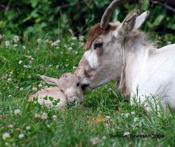 Addax plus one!