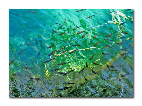fische