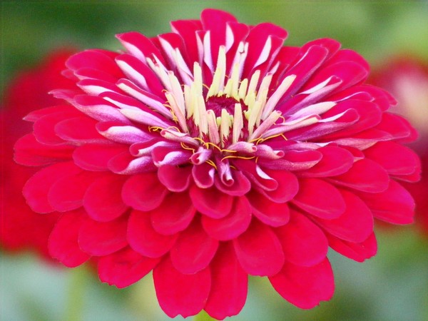 A Flower For Patriotism