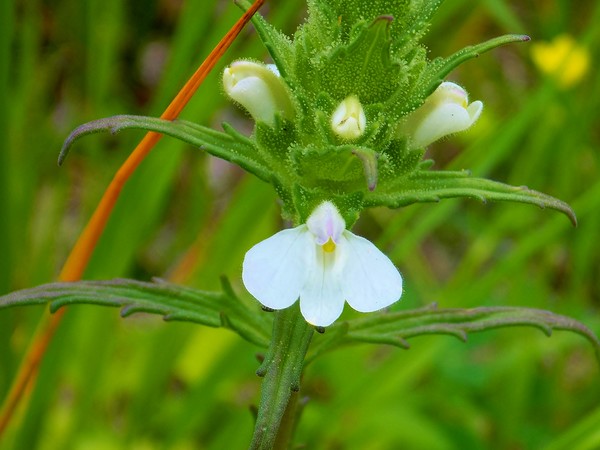 Texas Wildflowers #4