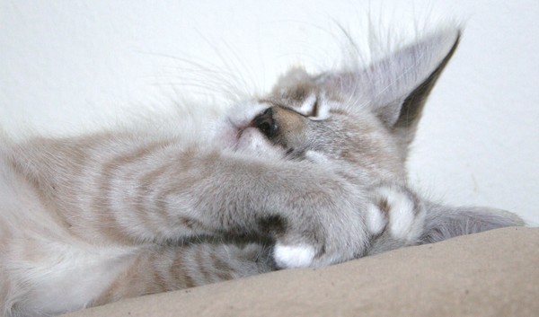 Sweet Dreams