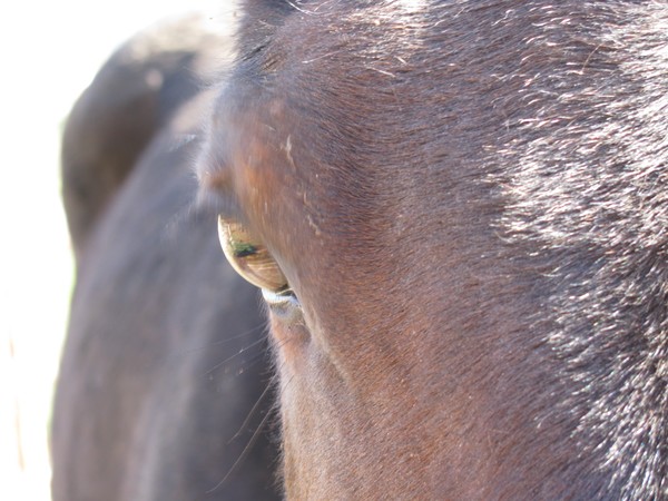 Close up