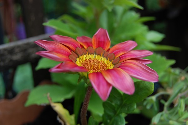 Stunning gazania