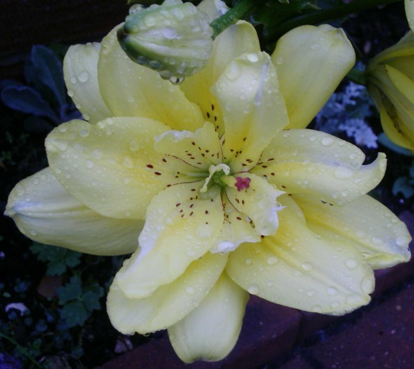 Lily in the rain