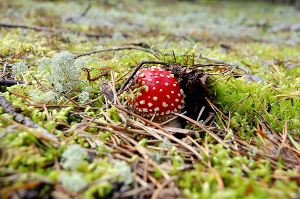 poison mushroom