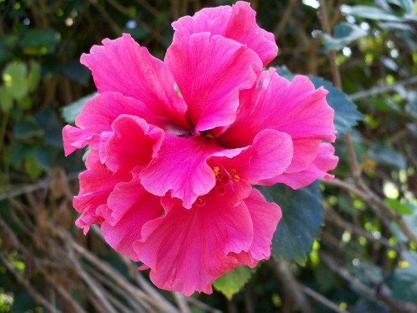 Bright Pink