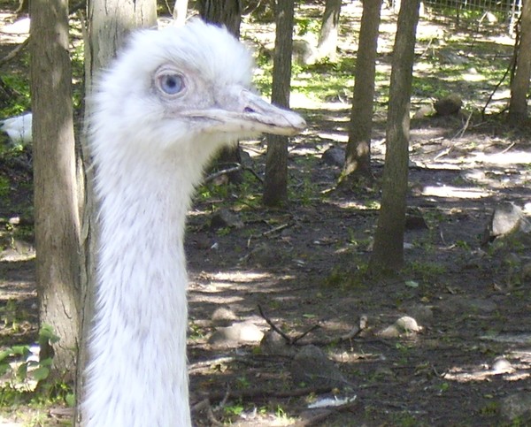 One Ugly Bird