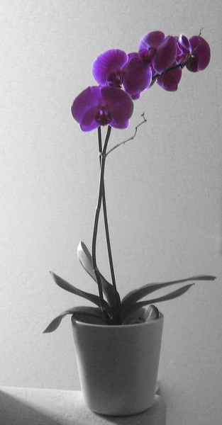 Ionopsis