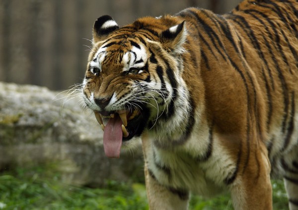 tiger