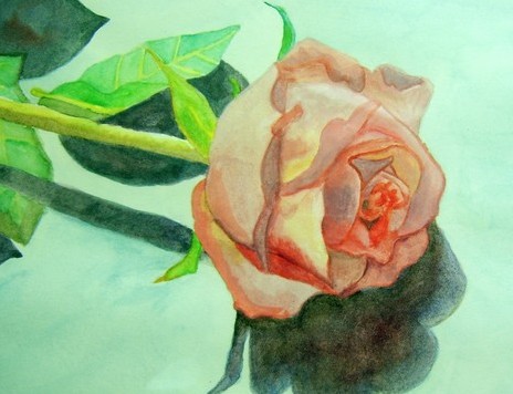 Rose and Shadow