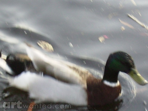 mallard on steele creek