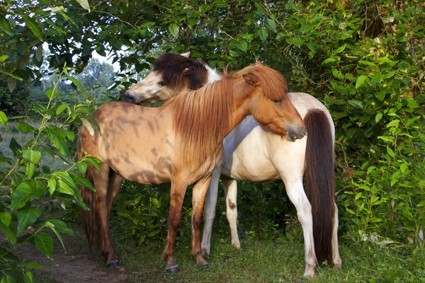 Icelandic Ponies-1868