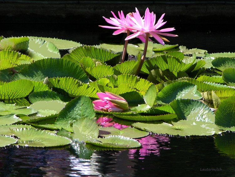 Reflections of Beauty