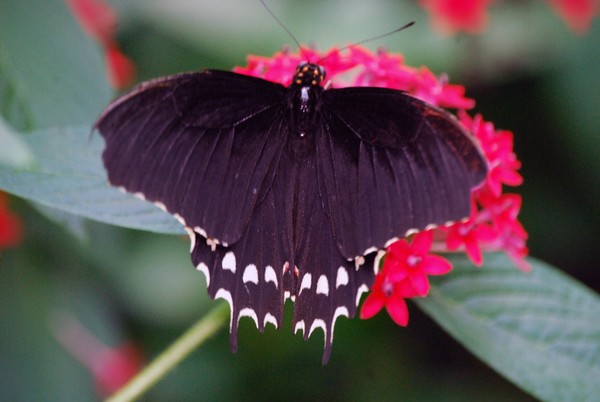 Pink and Black