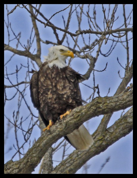 SITTING EAGLE