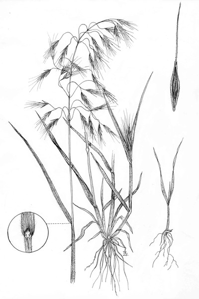 Drooping Brome - Bromus tectorum