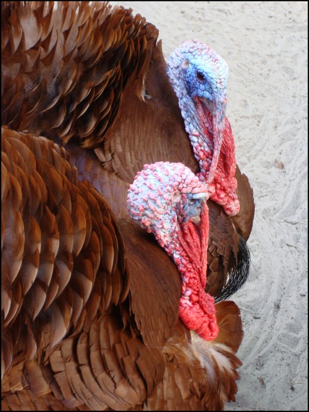 Double_Gobble