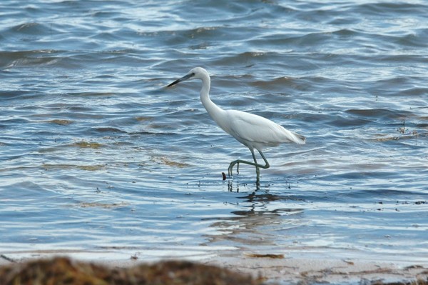 Immature Little Blue Heron