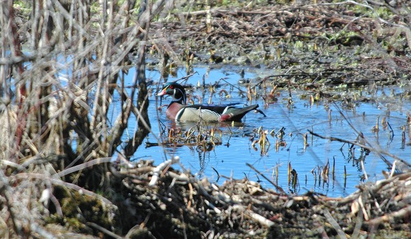  Drake Wood Duck