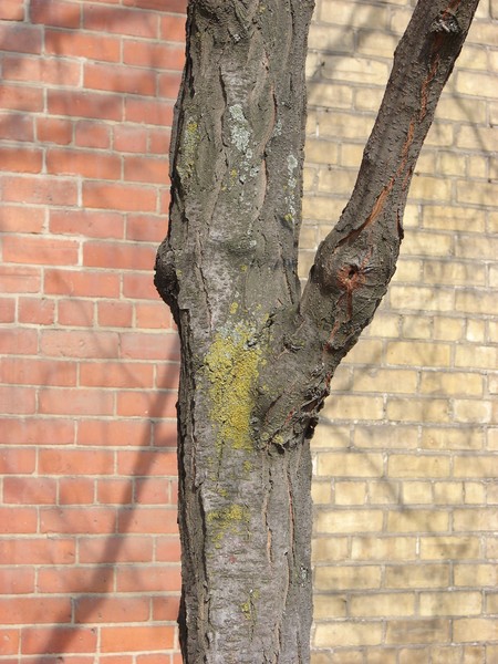 Bark on a Brick Wall