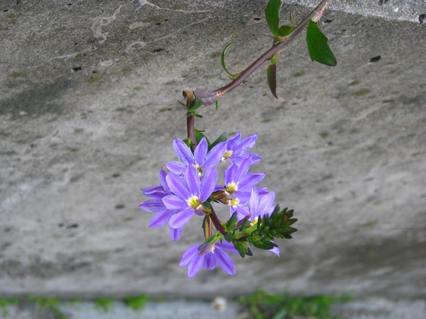 2008 FLORAS