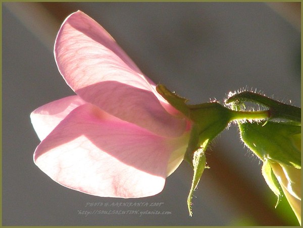 ..love...love...love the light..
