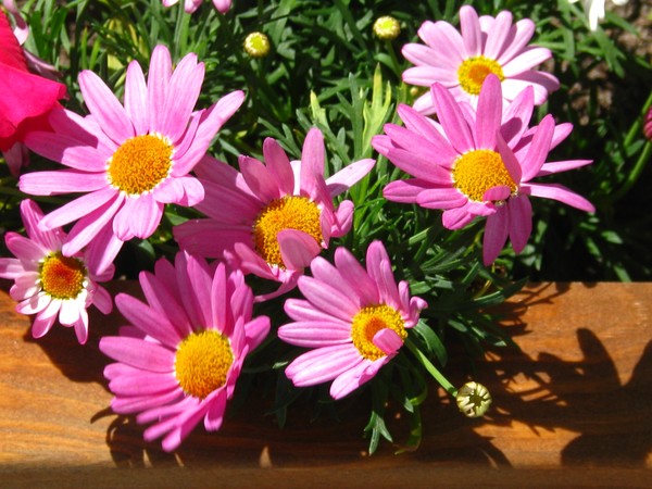 TOGETHER IN THE SUN...