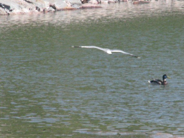..LANDING...SOON
