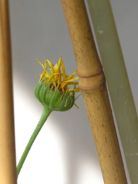 LEANING AGAINST TO..(YELLOW FLORALS)