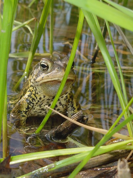 Toad