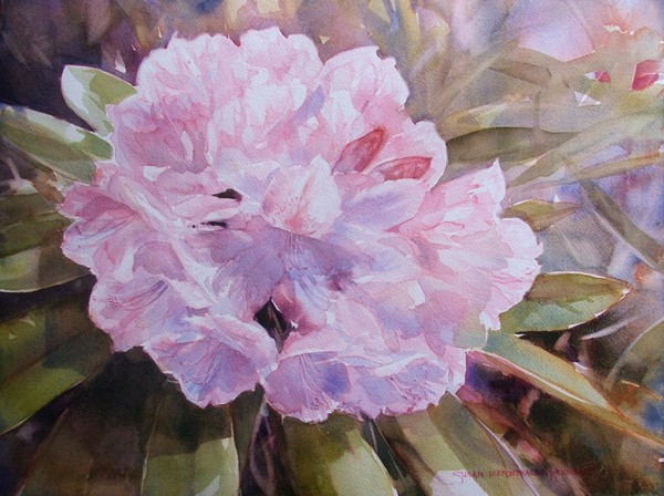 Sun on Rhododendron