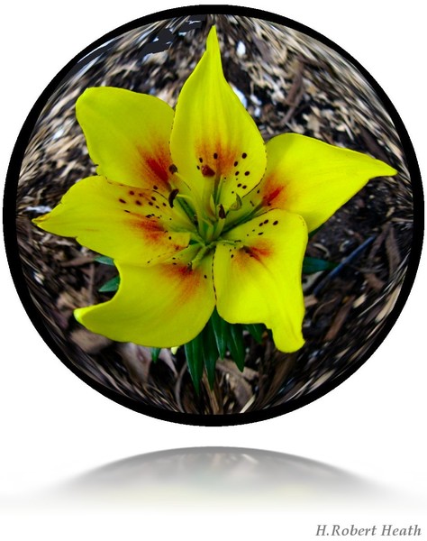 Tiger Lilly 2