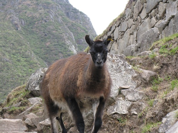 Llama of Machu Picchu