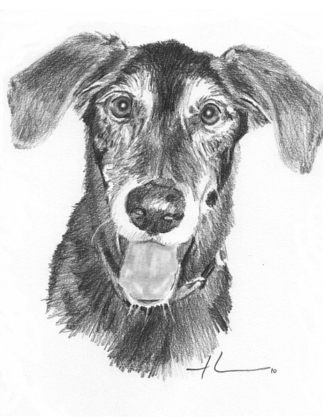 wp-lg mutt drawing