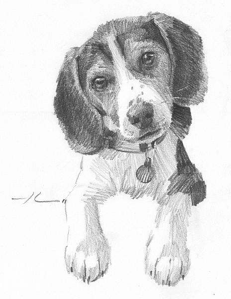 beagle puppy pencil portrait