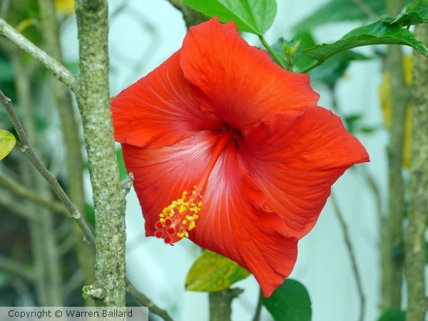 Red Hybiscus Flower 2/7/2014