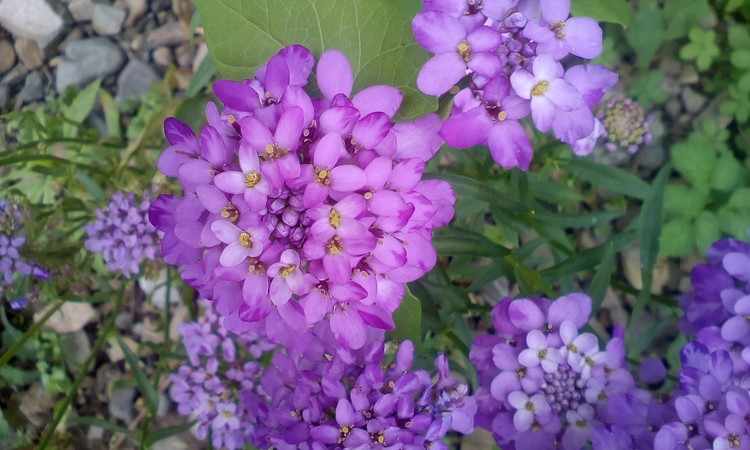 Mauve little flowers