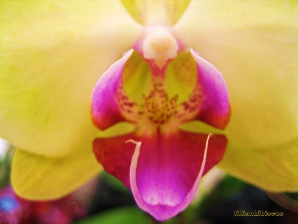 Orchid 111111