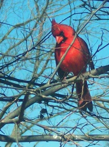 Cardinal Beauty
